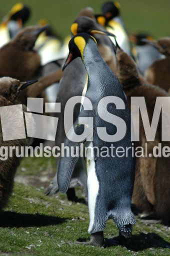 Königspinguin (40 von 84).jpg